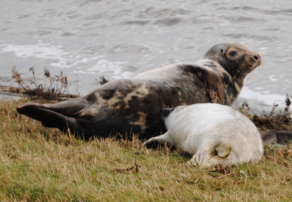 Vlieland december 2012 147 - zeehond met jong - groot