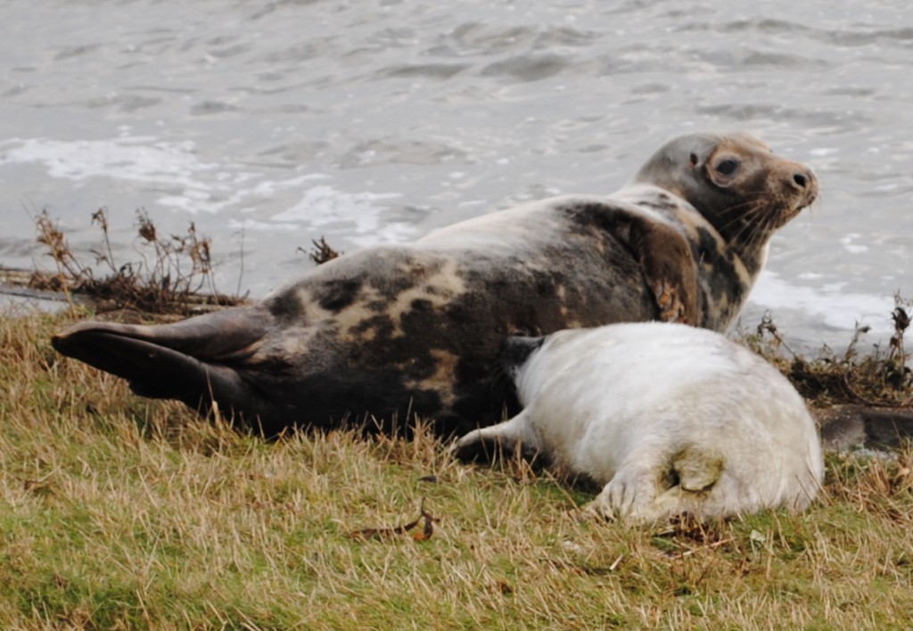 Vlieland december 2012 147 - zeehond met jong - groot