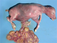 neospora-caninum verworpen kalfje